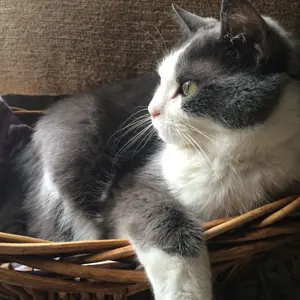 CatDust