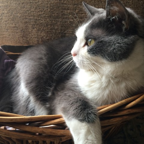 CatDust