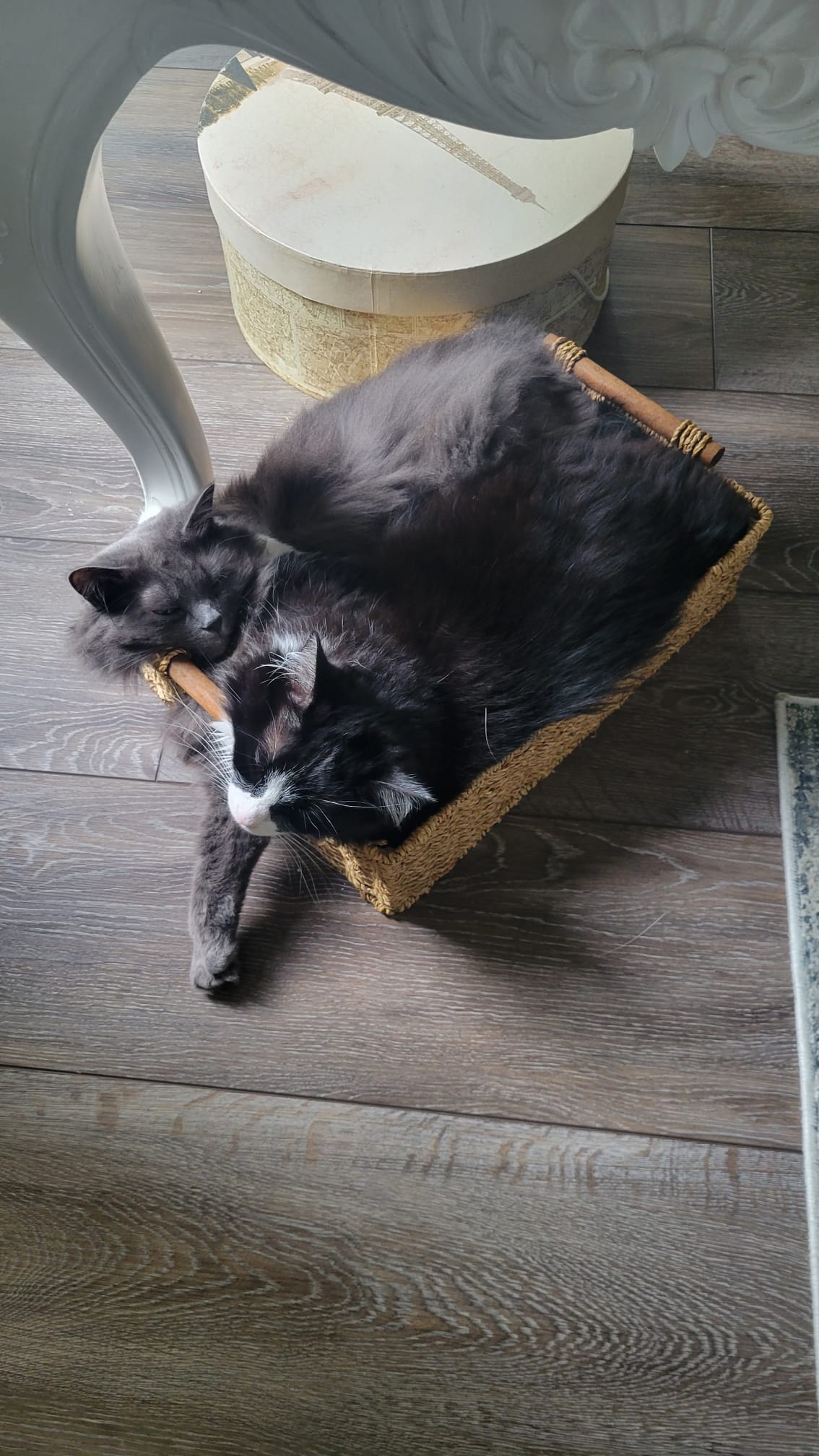 How to Get Cat Urine Out of Wood Floors