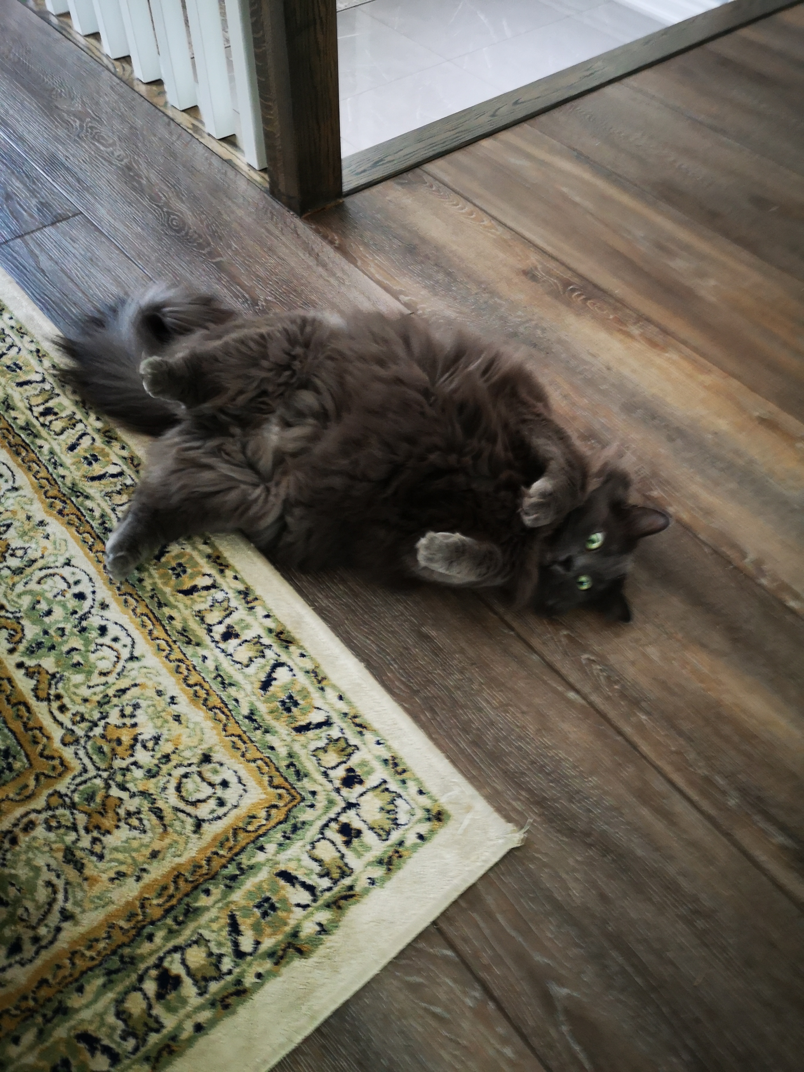 How to Get Cat Urine Out of Wood Floors