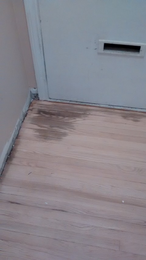 Pet Stains